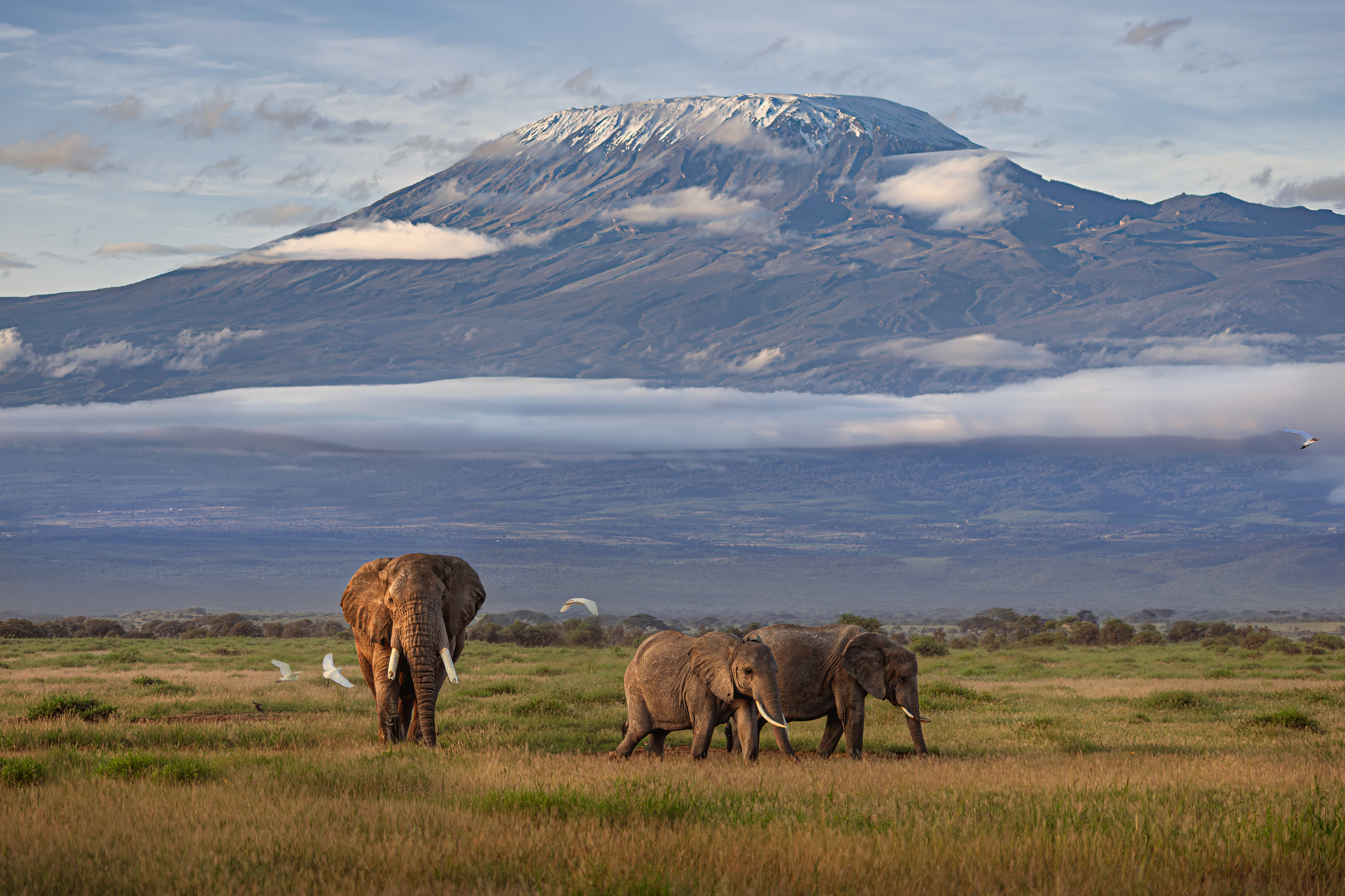 Mount Kilimanjaro in de Kilimanjaro-regio, Tanzania
