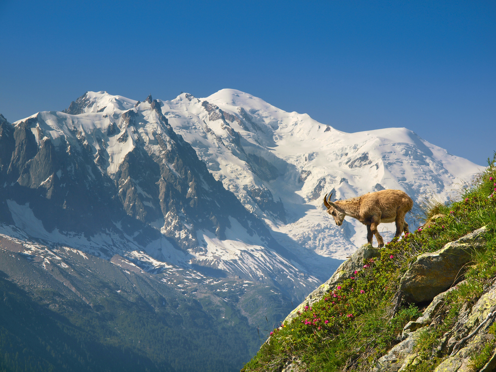 Een jonge steenbok, of berggeit, tegen de achtergrond van de Mont Blanc. Gezien tijdens de Tour du Mont Blanc op de etappe tussen Argentière en Chamonix die via het Lac Blanc door het natuurpark Aiguilles Rouges loopt. De Tour du Mont Blanc is een tiendaagse wandeltocht rond de Mont Blanc, de hoogste berg van de Alpen. De wandelaar volgt goed bewegwijzerde paden door Frankrijk, Italië en Zwitserland en overnacht in berghutten of hostels. Het is een van de klassieke wandeltochten ter wereld.