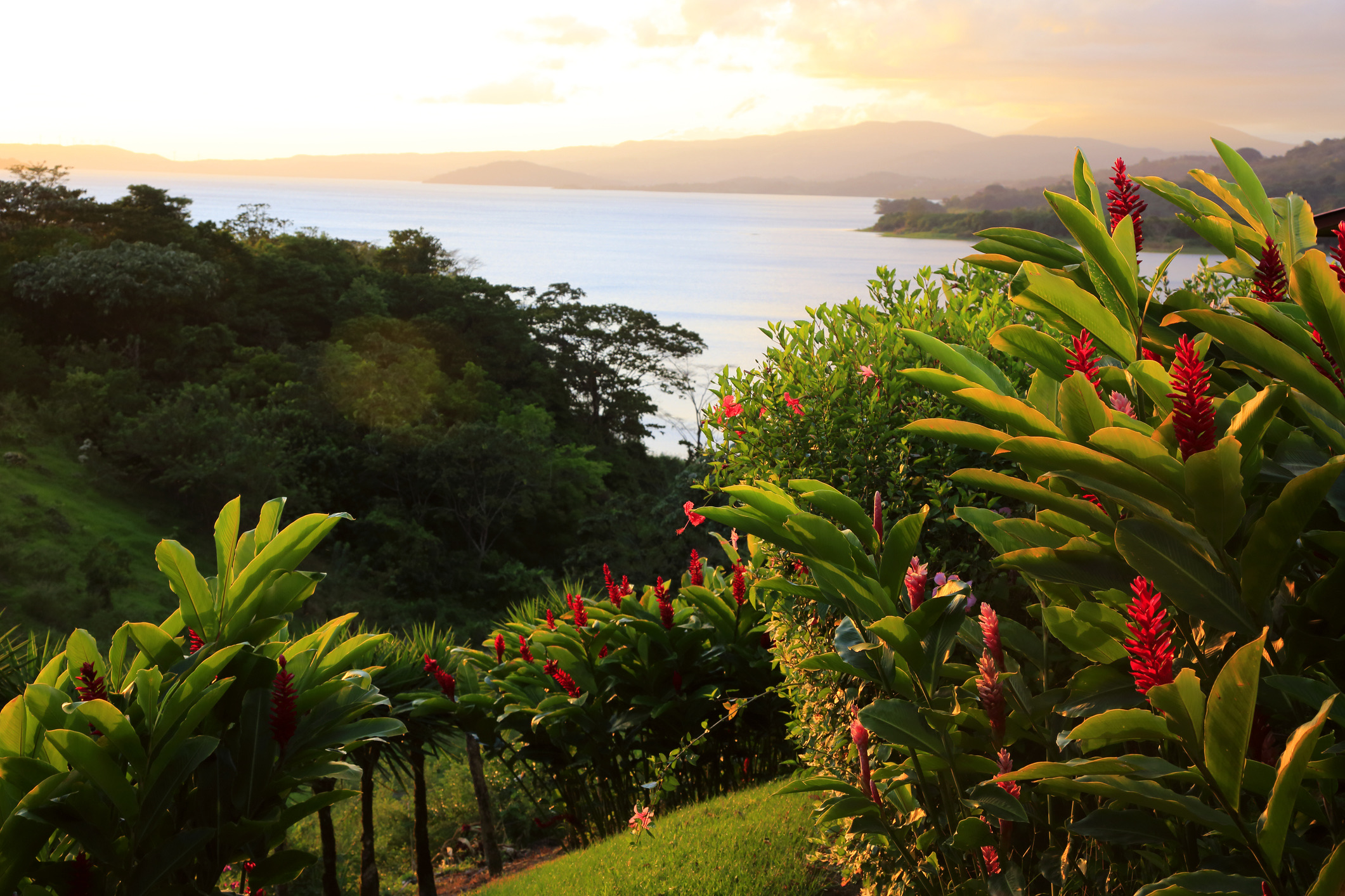 Het uitzicht op het Arenalmeer en de Arenal-vulkaan achter de wolken, met rode gemberbloemen op de voorgrond tijdens zonsondergang. In de buurt van Nuevo Arenal. Costa Rica.