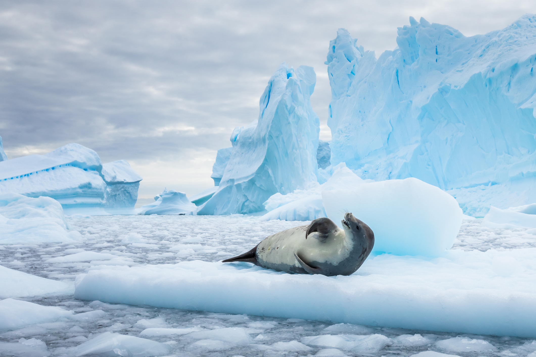 Crabeater zeehond op pakijs tussen ijsbergen in Antarctica