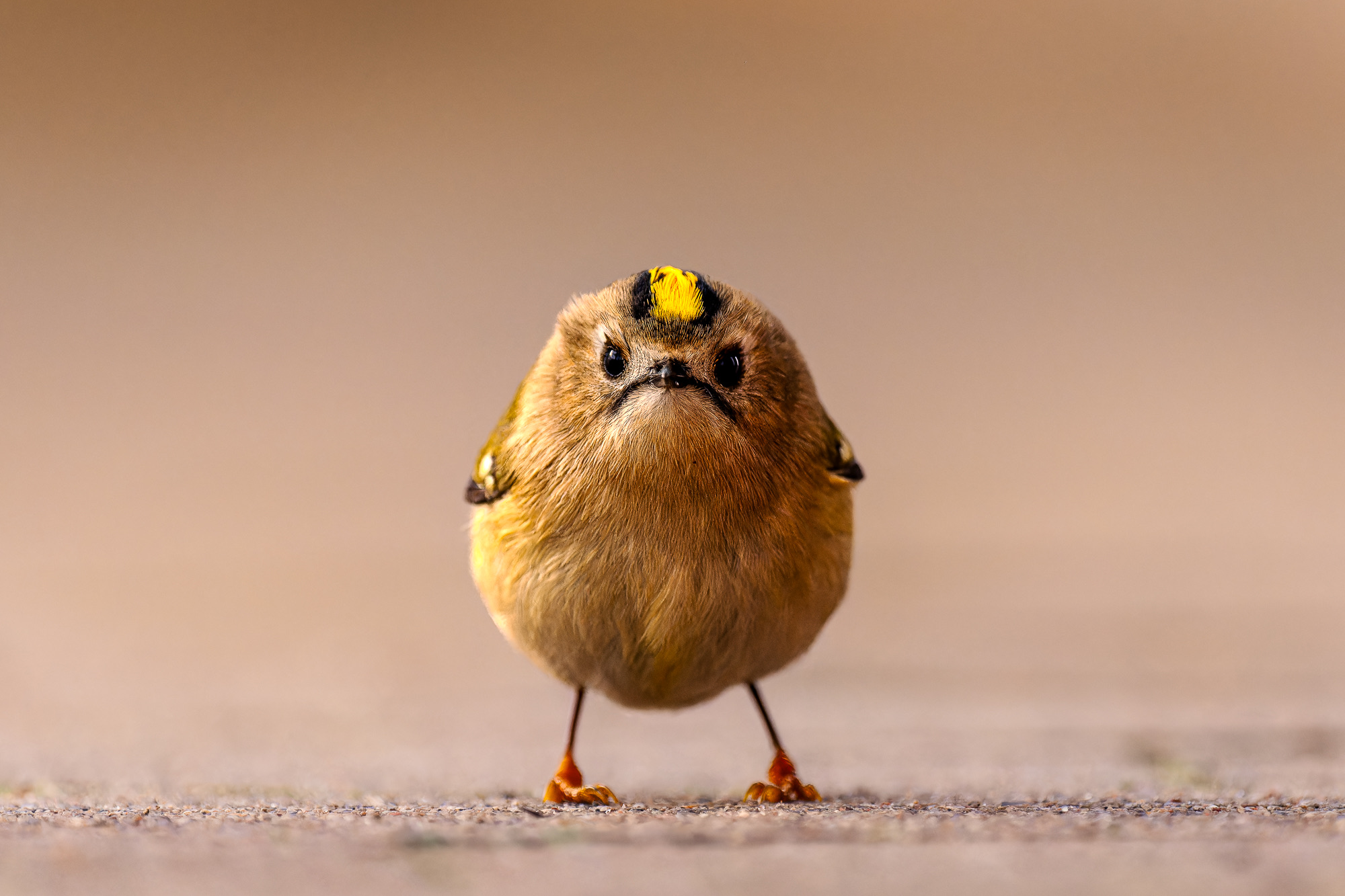 © Jan Wittmer/ Nikon Comedy Wildlife Awards. Foto genomen in Helgoland, Duitsland