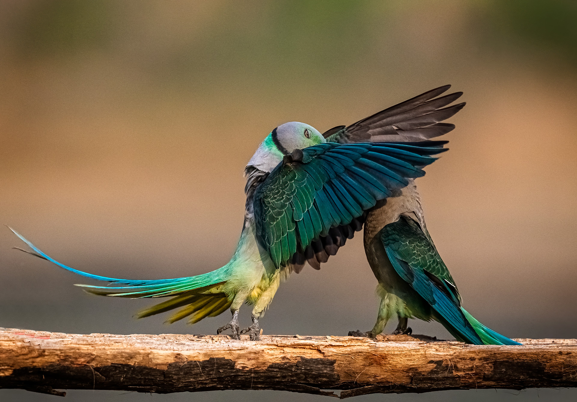 © Jeetendra Chaware/ Nikon Comedy Wildlife Awards. Foto genomen in Zuid-India