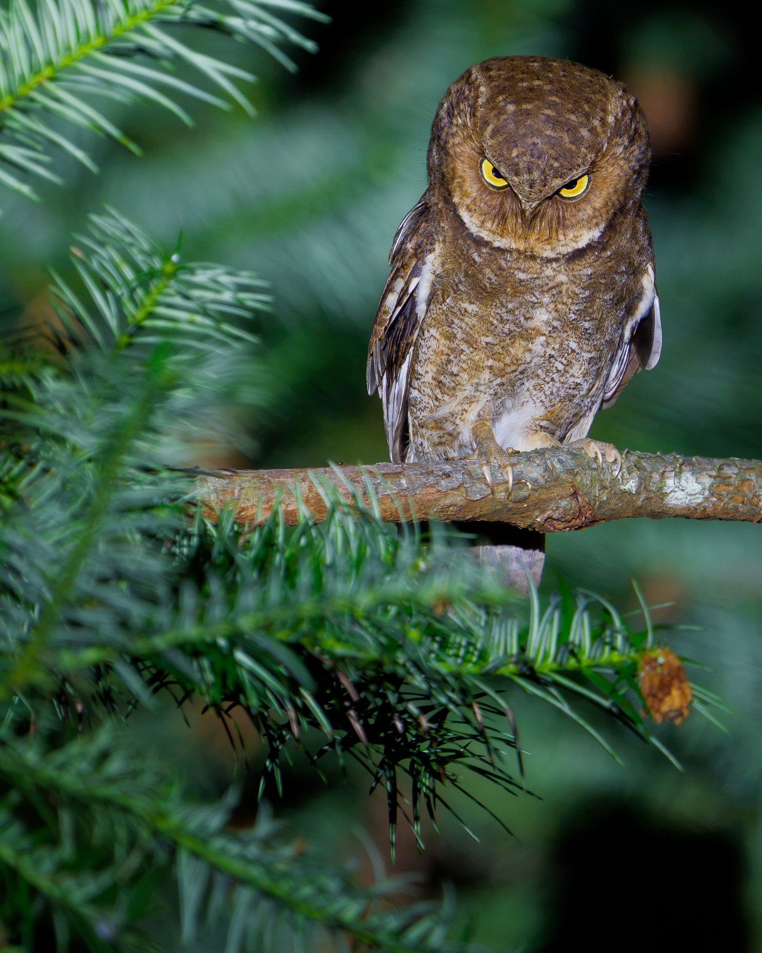 © Ka Chun Jacky Sung/ Nikon Comedy Wildlife Awards. Foto genomen in Nanling National Forest Park, China