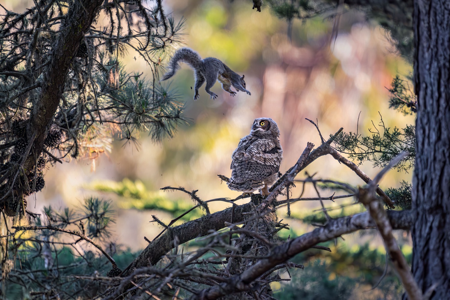 © Kevin Lohman/ Nikon Comedy Wildlife Awards. Foto genomen in Natural Bridges State Beach, Santa Cruz, Verenigde Staten