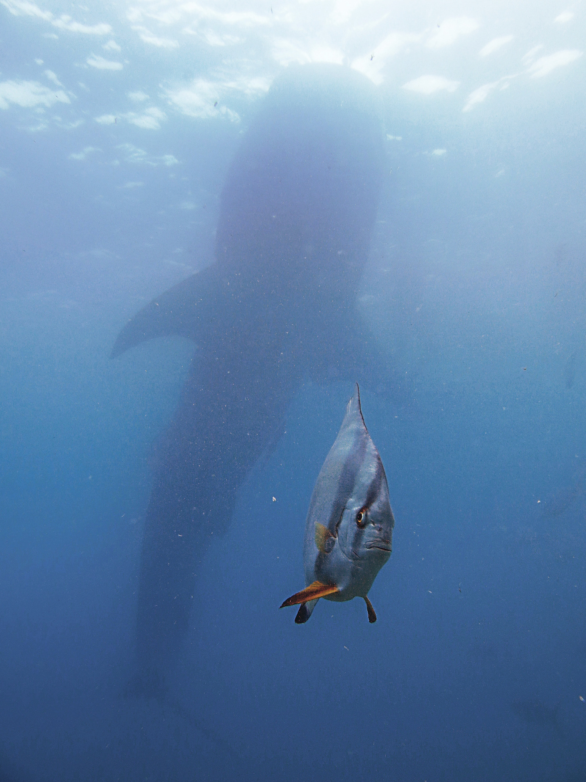 © Kyo Chen/ Nikon Comedy Wildlife Awards. Foto genomen in Dumaguete, Filipijnen