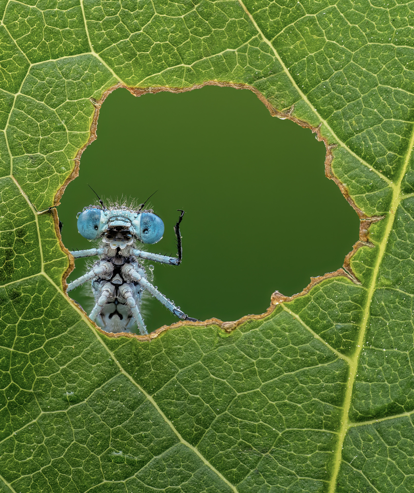 © Lee Frost/ Nikon Comedy Wildlife Awards. Foto genomen in Stoke-on-Trent, Staffordshire, Groot-Brittannië