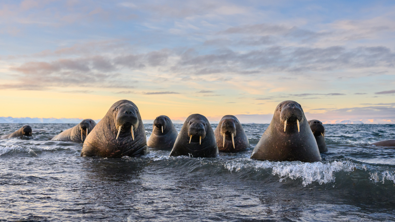 © Marek Jackowski/ Nikon Comedy Wildlife Awards. Foto genomen in Svalbard.