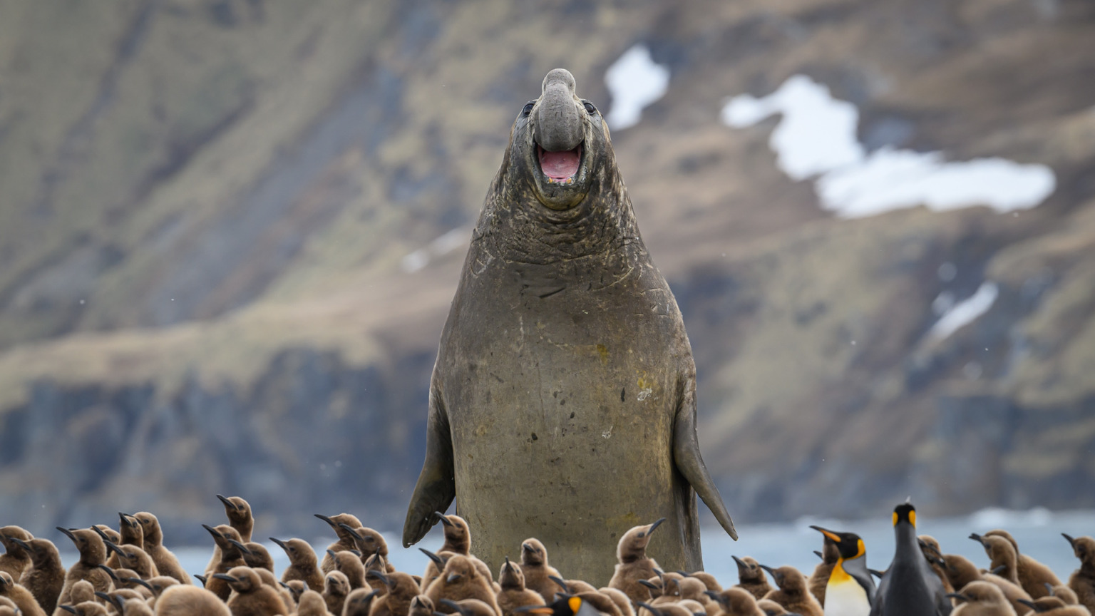 © Marek Jackowski/ Nikon Comedy Wildlife Awards. Foto genomen in South Georgia.