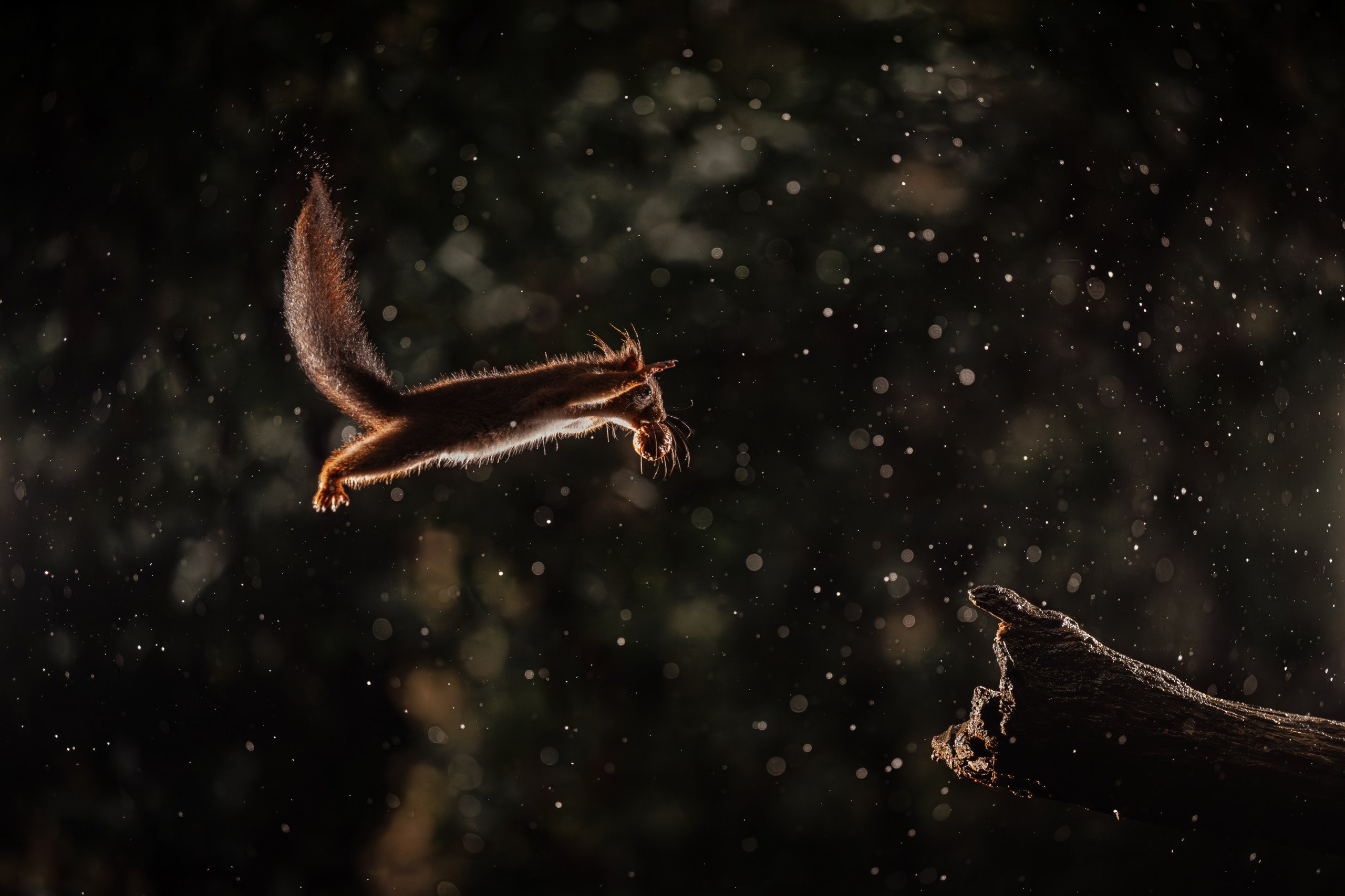 © Rémi Schnel/ Nikon Comedy Wildlife Awards. Foto genomen in La Montagne, Frankrijk