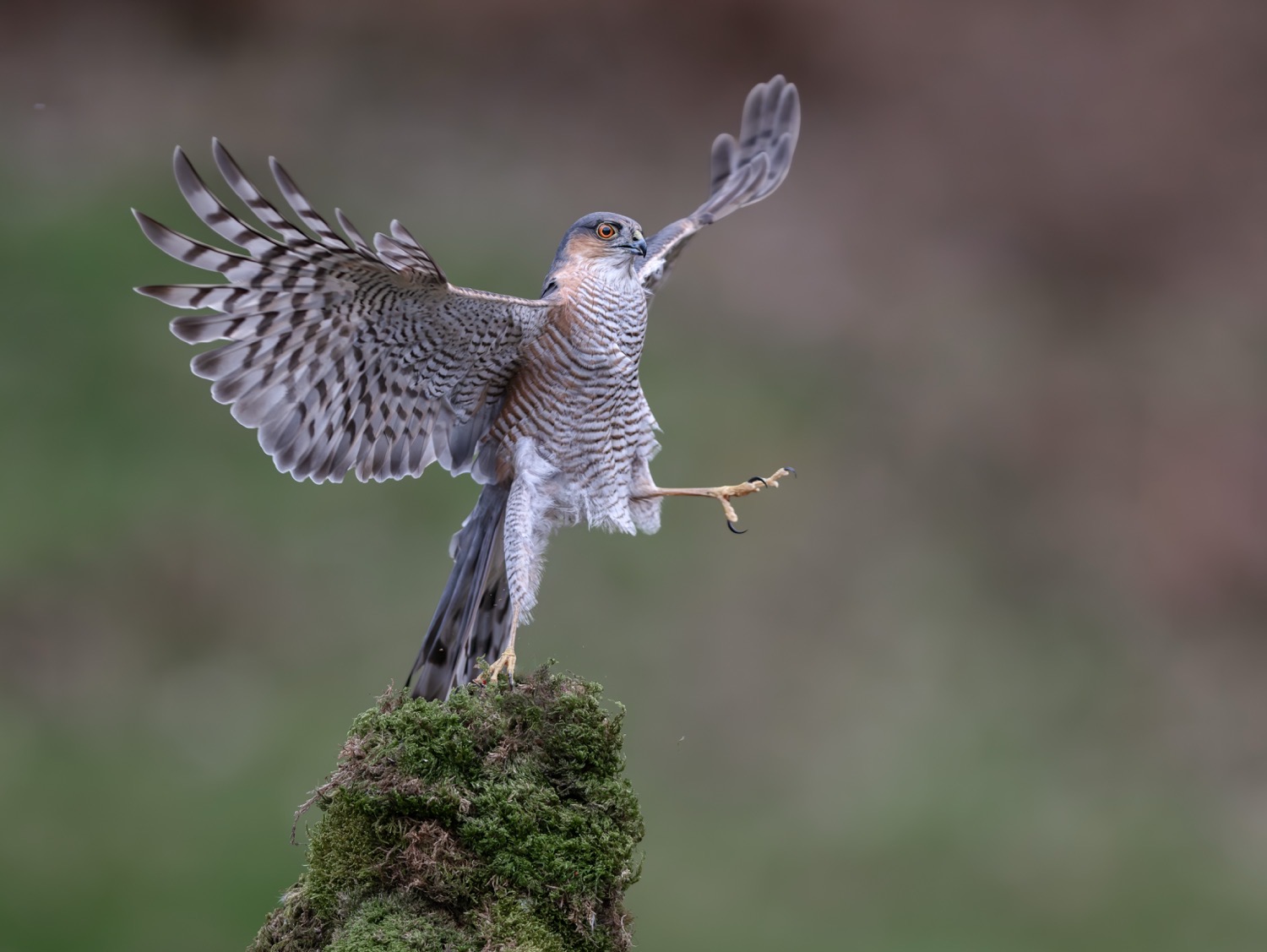 © Robert Nairn/ Nikon Comedy Wildlife Awards. Foto genomen in Dumfries, Schotland