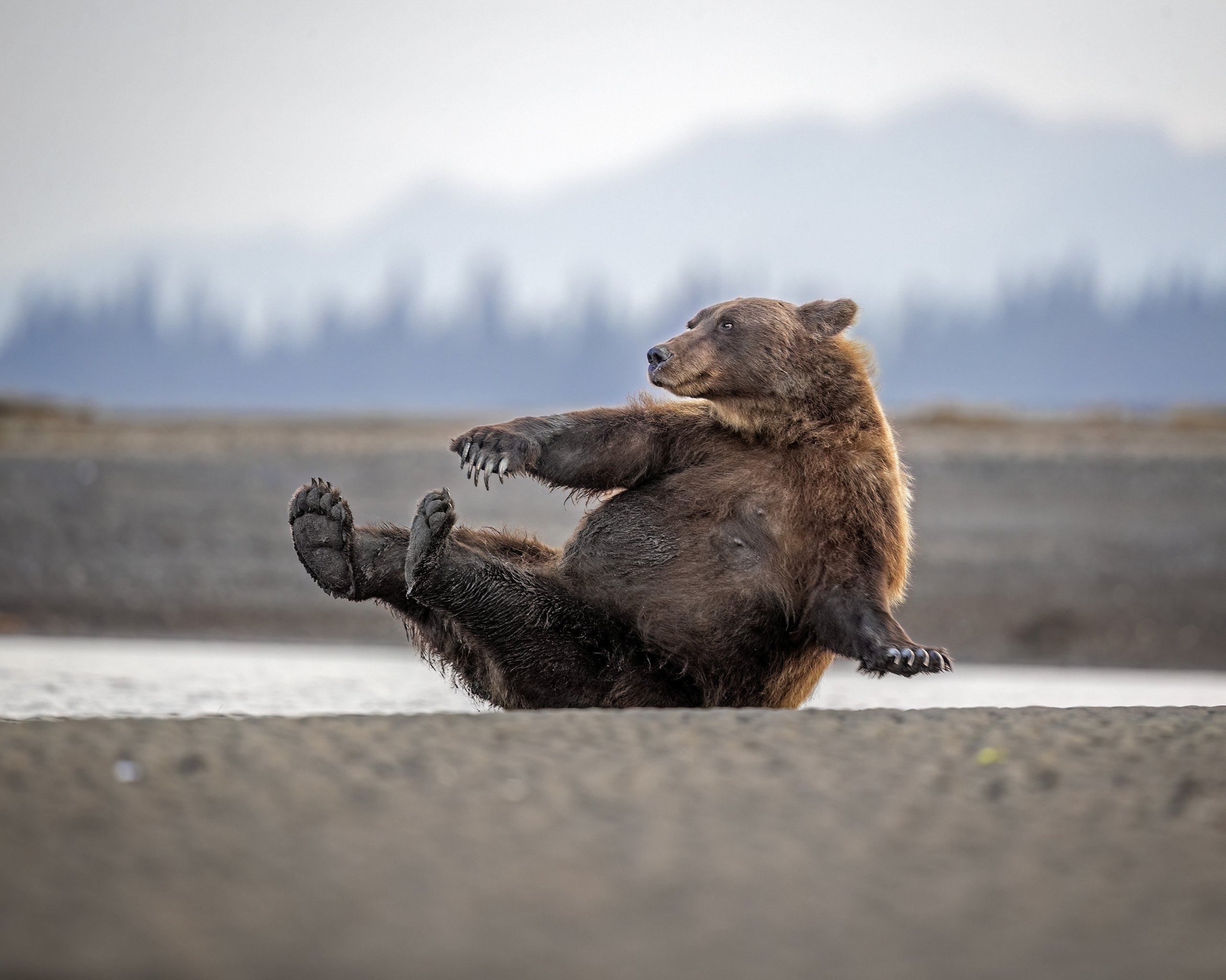 © Scott Suriano/ Nikon Comedy Wildlife Awards. Foto genomen in Lake Clark, Alaska