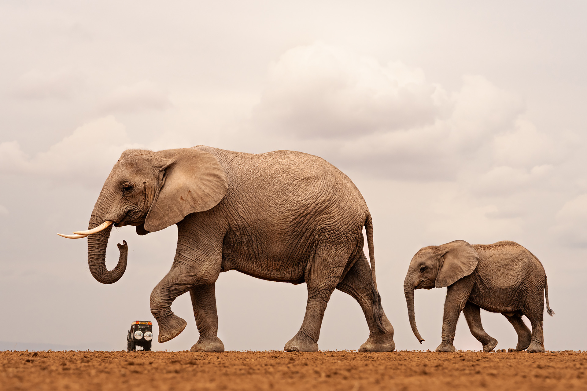 © Shailza Singhal/ Nikon Comedy Wildlife Awards. Foto genomen in Amboseli National Park, Kenia