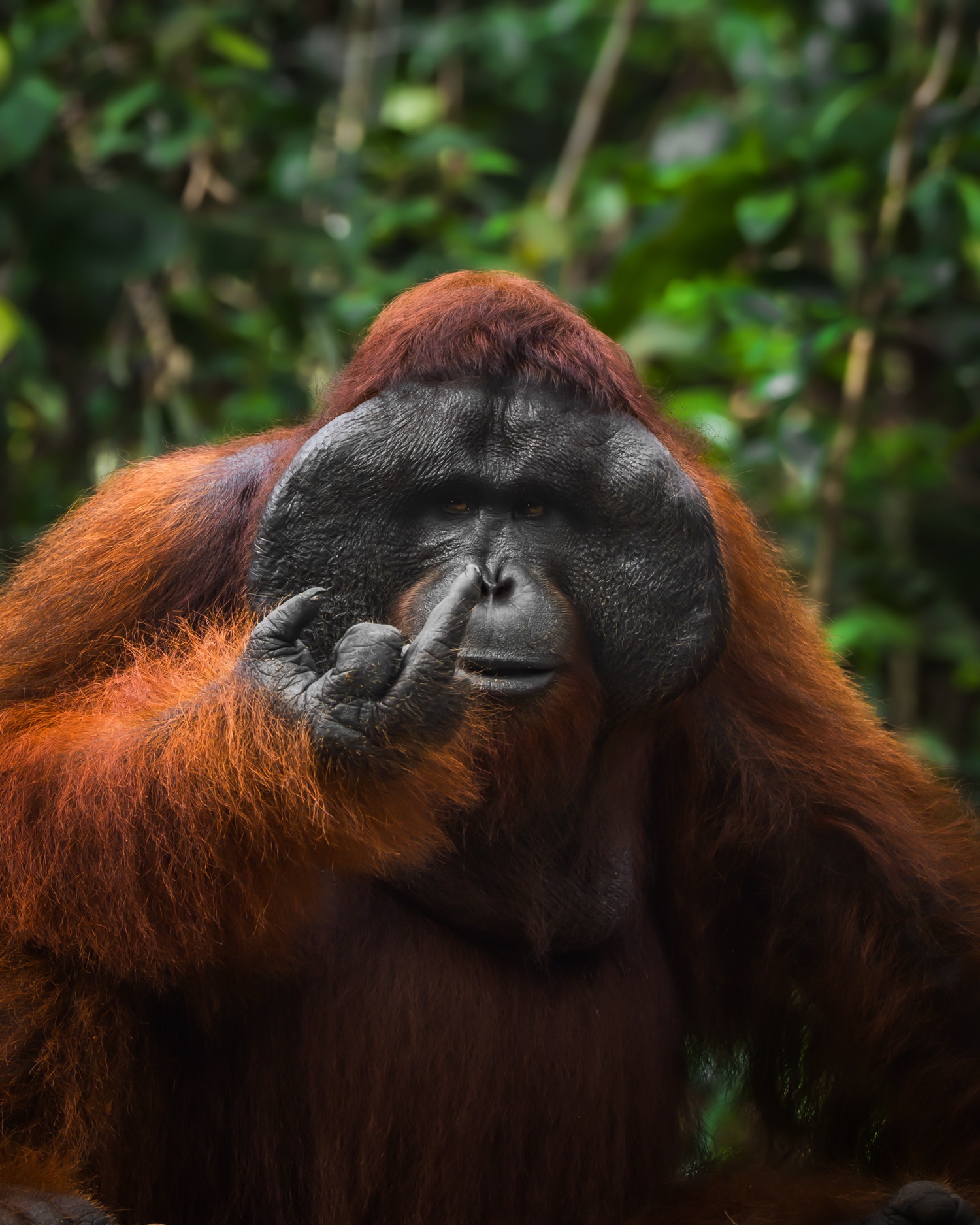 © Tanner Mansell/ Nikon Comedy Wildlife Awards. Foto genomen in Borneo