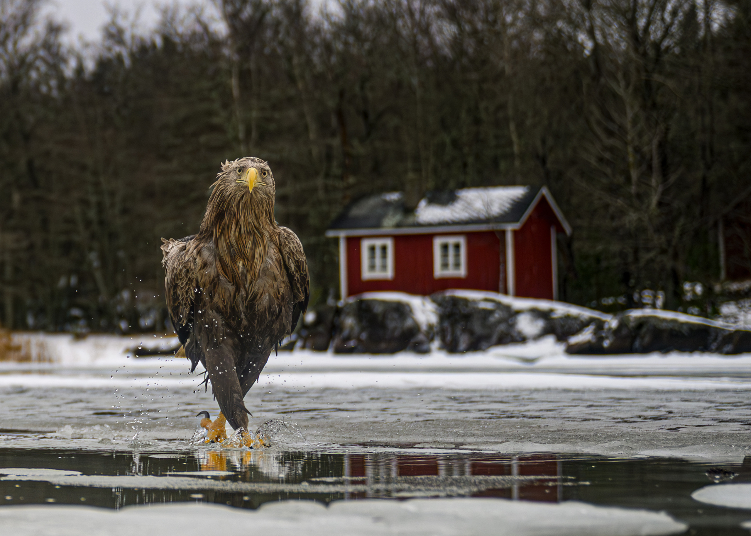 © Tapani Linnanmäki/ Nikon Comedy Wildlife Awards. Foto genomen in Kustavi, Finland
