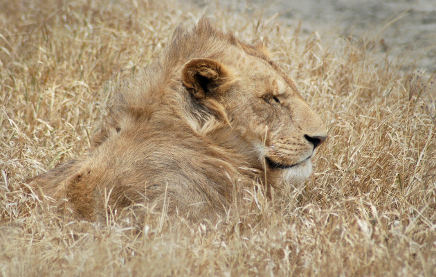 Serengeti, mooie herinneringen