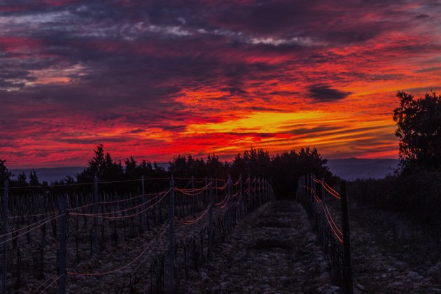 Zonsondergang boven de wijngaarden