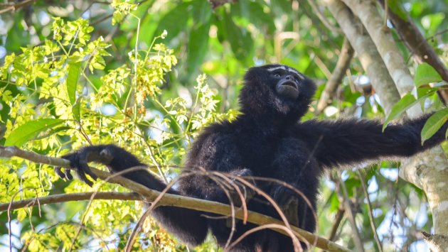 Waardering - Hoollongapar Gibbon Wildlife Sanctuary