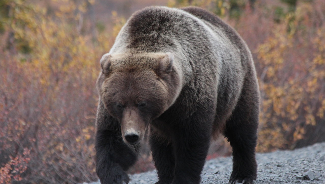 Grizzlyberen op de weg in Yukon.