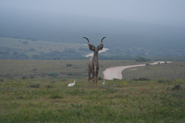 Kudu in de ochtend