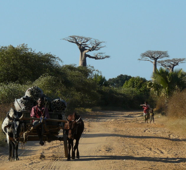 Baobab Avenue 
