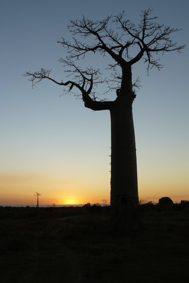 Baobab bij zonsondergang
