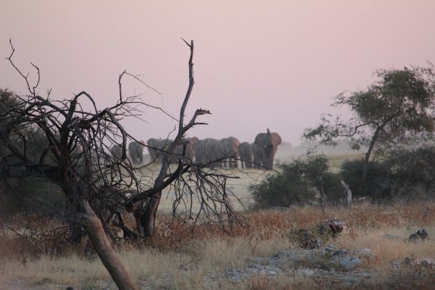 Olifanten in Namibië