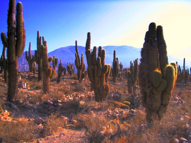 Cactussen bij Pocara de Tilcara