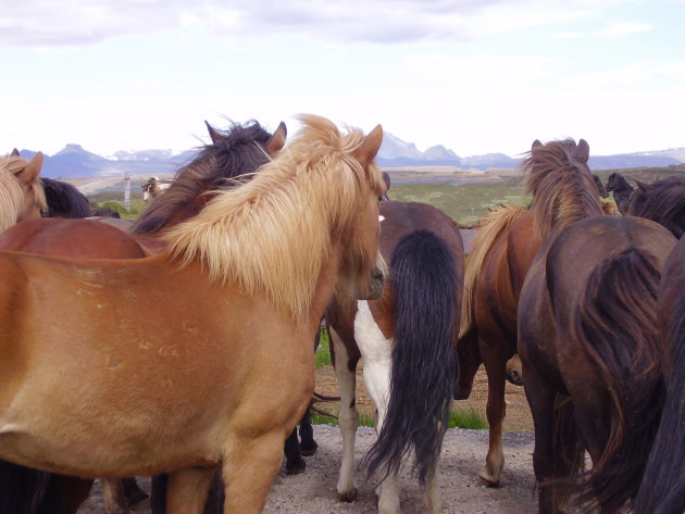 Paardenkijk op IJsland
