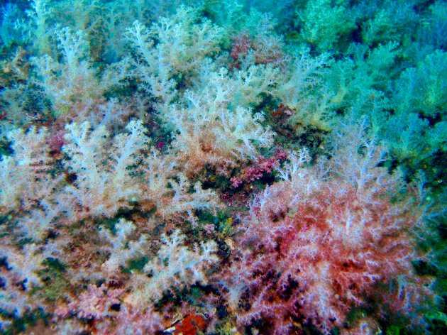 Soft coral garden