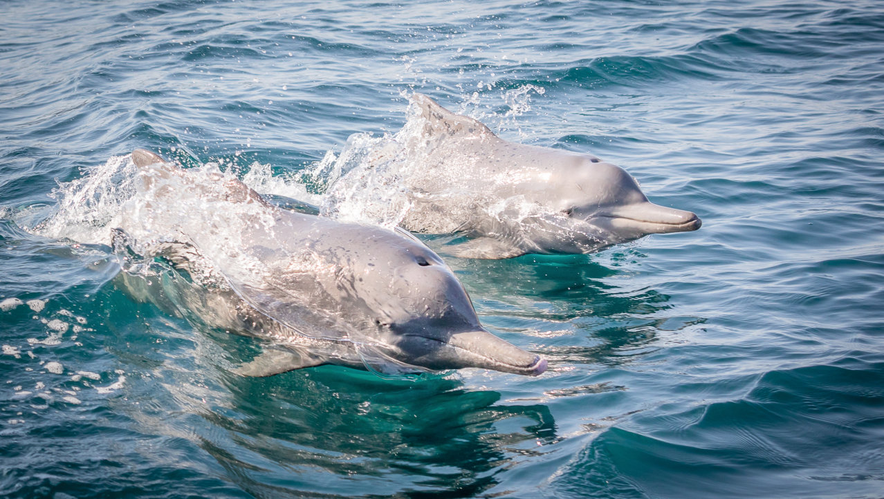 De dolfijnen van Musandam in Oman
