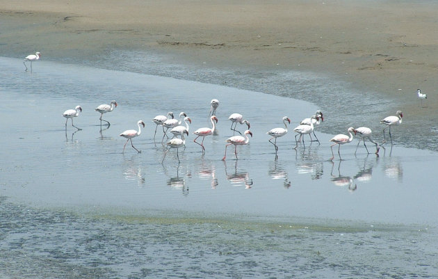 flamingo's aan zee