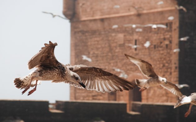 Vogels in Essaouira