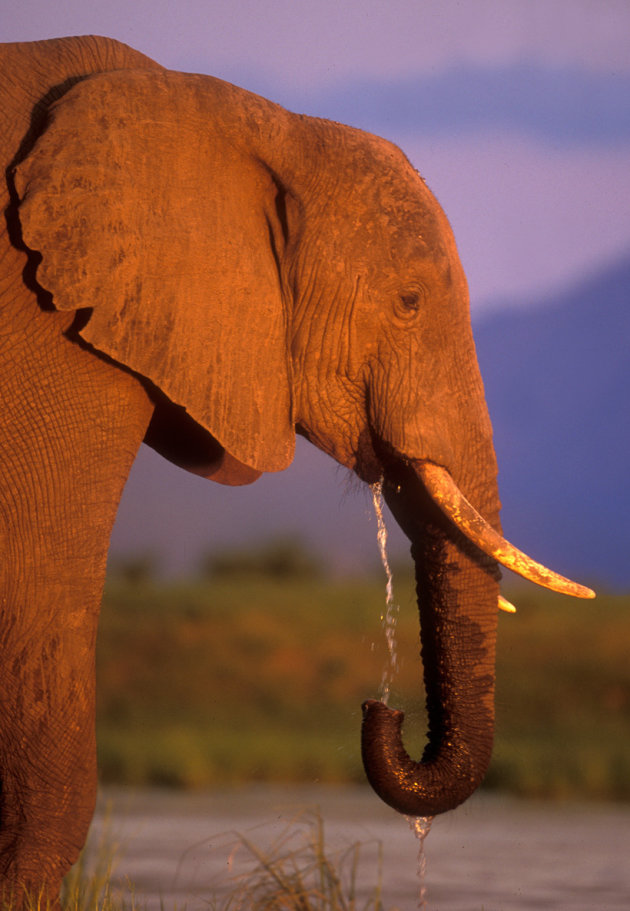 Zambezi olifant