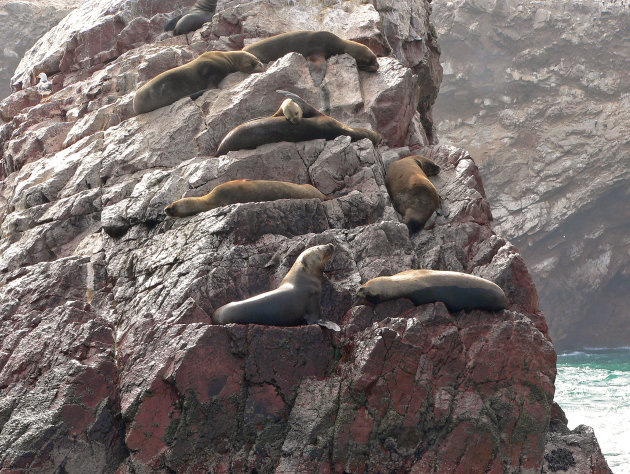 Zeeleeuwen hoog op de rotsen.