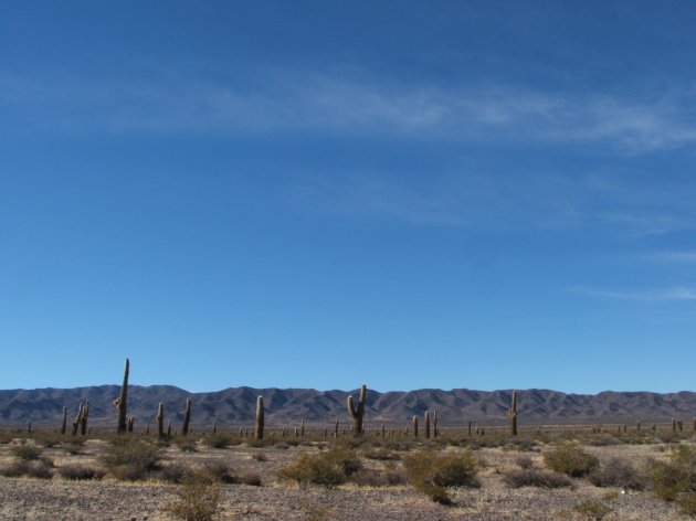 cactuslandschap