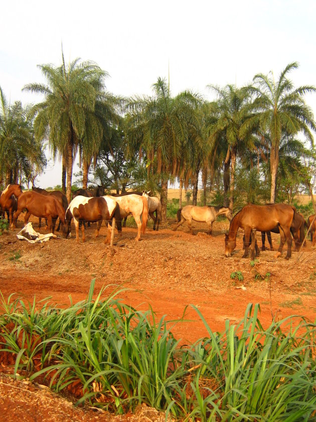 Wilde paarden in Pirassununga