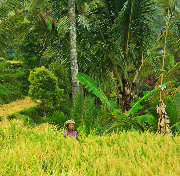 Munduk - rijst oogsten