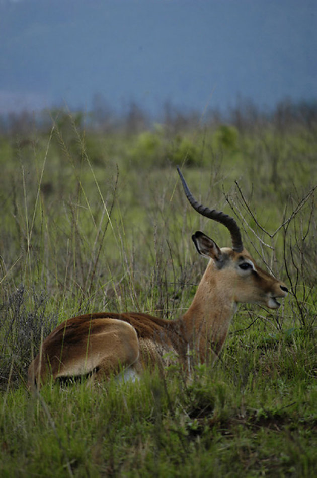 Impala in Mlilwane Wildlife Sanctuary