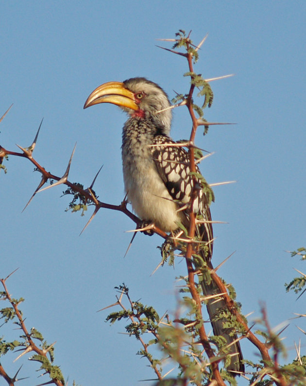 Geelbek neushoringvoel - yellow beaded hornbill