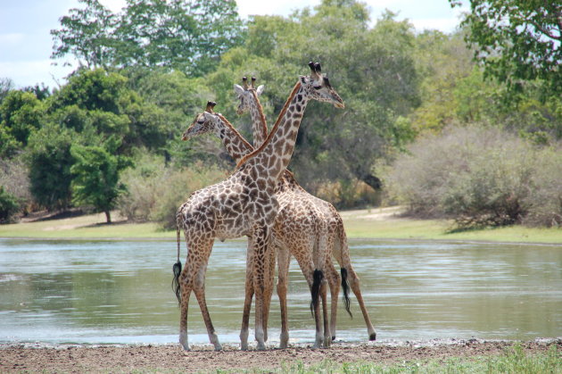 Giraffe symetrie