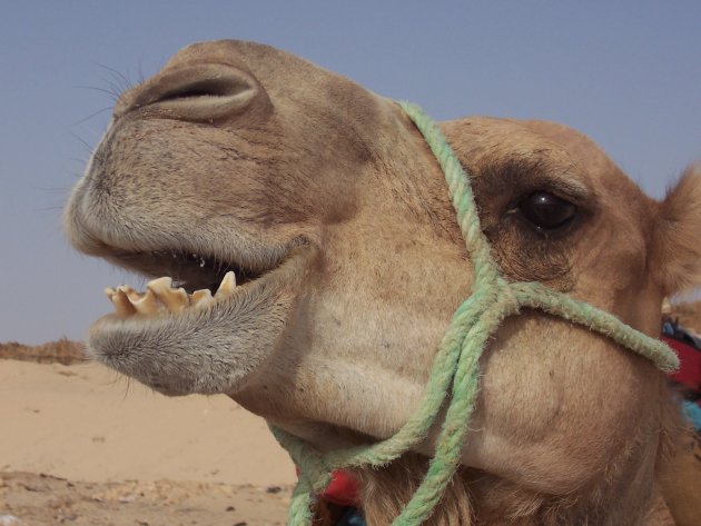 Ali de kameel