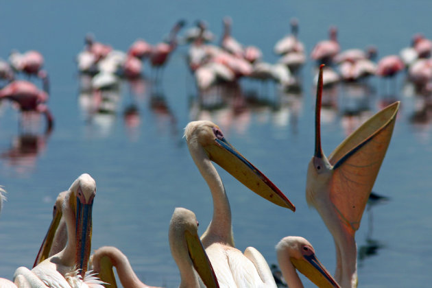 Pelikanen en flamingo's