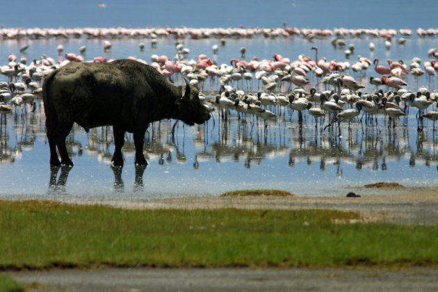 Buffel en flamingo's