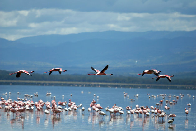 Flamingo's in vlucht