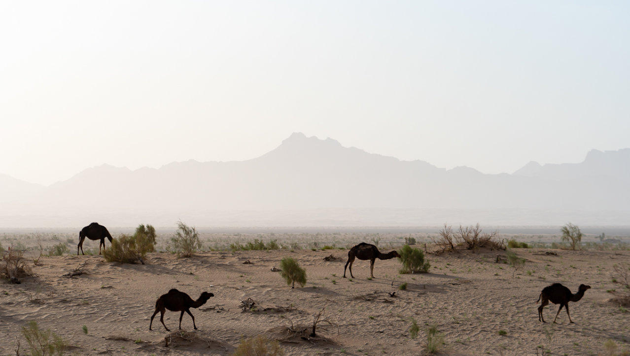 Kamelen in de woestijn van Iran