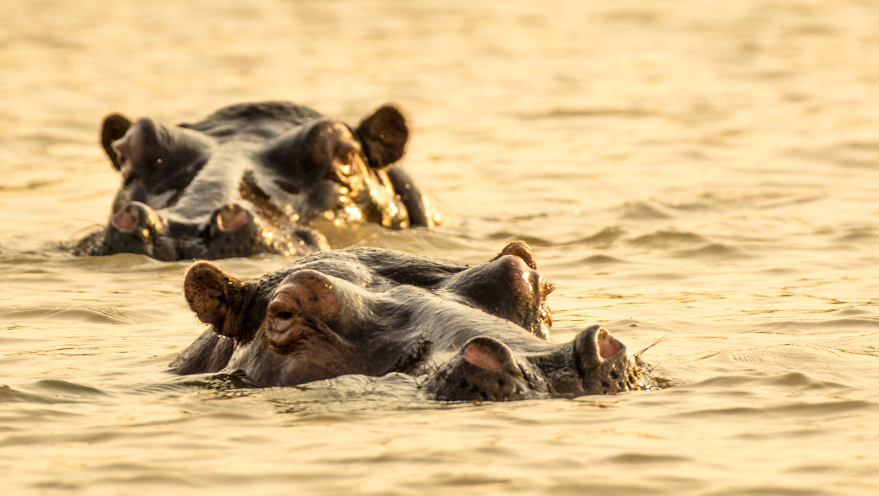 Hippo's in de avondzon
