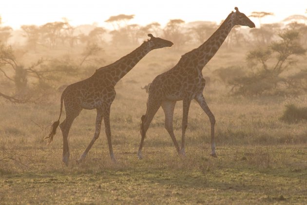 Giraffes bij zonsopkomst