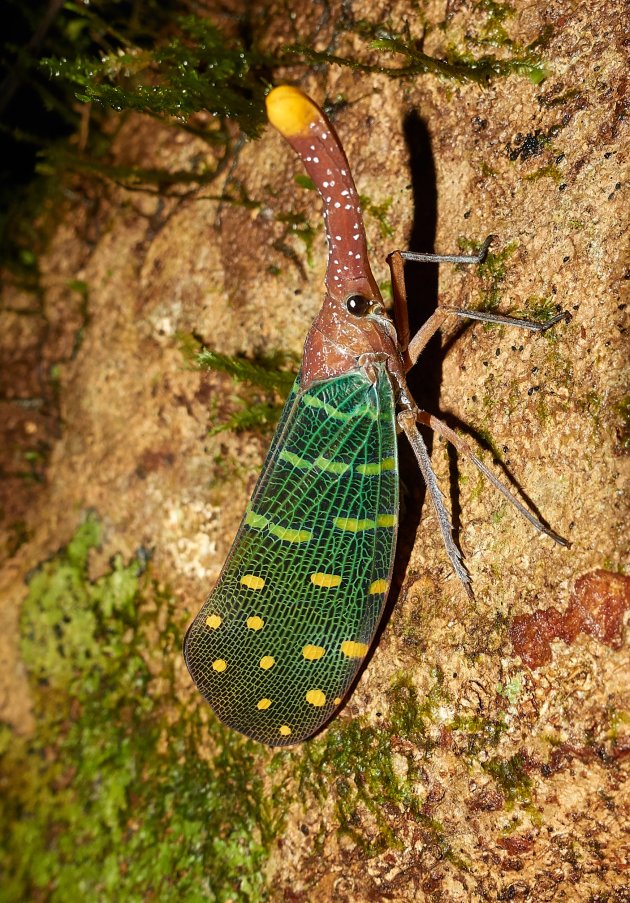 Bijzondere insecten in Maleisisch Borneo