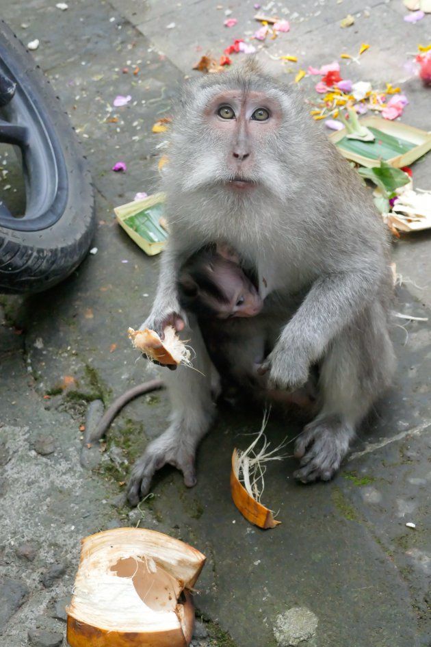Balinese apen