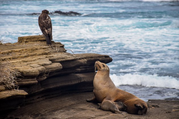 Een spannende ontmoeting op de Galapagos Eilanden